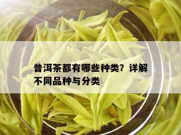 普洱茶都有哪些种类？详解不同品种与分类