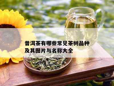 普洱茶有哪些常见茶树品种及其图片与名称大全