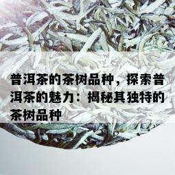 普洱茶的茶树品种，探索普洱茶的魅力：揭秘其独特的茶树品种