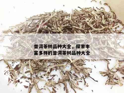 普洱茶树品种大全，探索丰富多样的普洱茶树品种大全