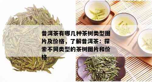 普洱茶有哪几种茶树类型图片及价格，了解普洱茶：探索不同类型的茶树图片和价格