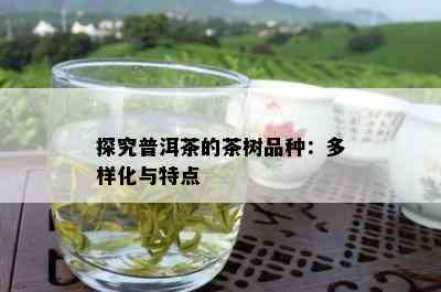 探究普洱茶的茶树品种：多样化与特点