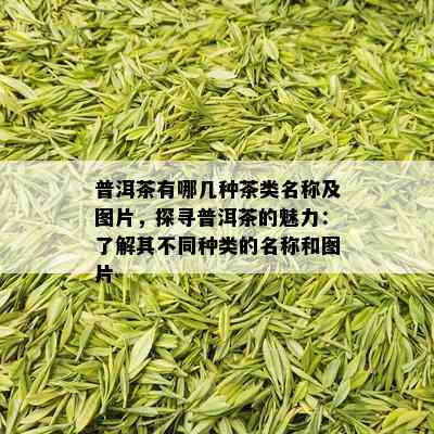 普洱茶有哪几种茶类名称及图片，探寻普洱茶的魅力：了解其不同种类的名称和图片