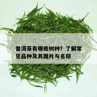 普洱茶有哪些树种？了解常见品种及其图片与名称