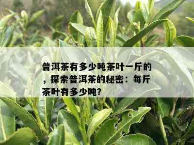 普洱茶有多少吨茶叶一斤的，探索普洱茶的秘密：每斤茶叶有多少吨？