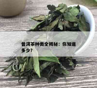 普洱茶种类全揭秘：你知道多少？