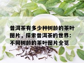 普洱茶有多少种树龄的茶叶图片，探索普洱茶的世界：不同树龄的茶叶图片全览