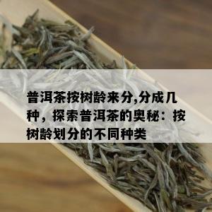 普洱茶按树龄来分,分成几种，探索普洱茶的奥秘：按树龄划分的不同种类