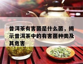 普洱茶有害菌是什么菌，揭示普洱茶中的有害菌种类及其危害