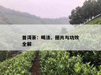 普洱茶：喝法、图片与功效全解