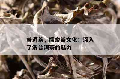 普洱茶，探索茶文化：深入了解普洱茶的魅力