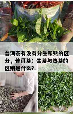 普洱茶有没有分生和熟的区分，普洱茶：生茶与熟茶的区别是什么？