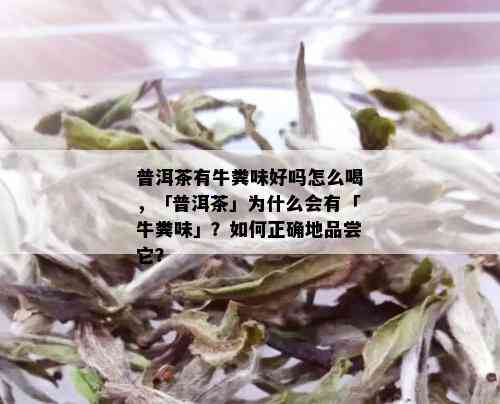 普洱茶有牛粪味好吗怎么喝，「普洱茶」为什么会有「牛粪味」？如何正确地品尝它？