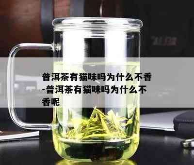 普洱茶有猫味吗为什么不香-普洱茶有猫味吗为什么不香呢