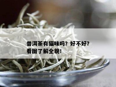 普洱茶有猫味吗？好不好？看图了解全貌！