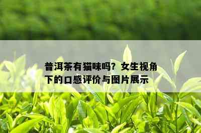 普洱茶有猫味吗？女生视角下的口感评价与图片展示