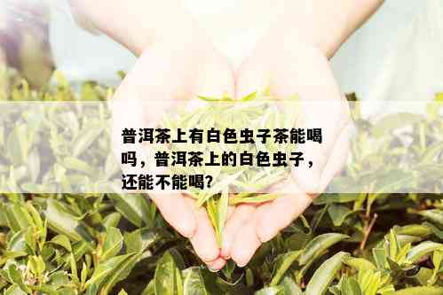 普洱茶上有白色虫子茶能喝吗，普洱茶上的白色虫子，还能不能喝？