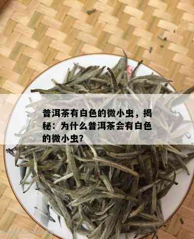 普洱茶有白色的微小虫，揭秘：为什么普洱茶会有白色的微小虫？