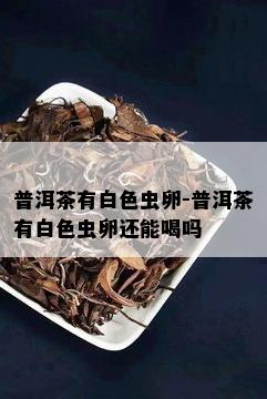 普洱茶有白色虫卵-普洱茶有白色虫卵还能喝吗