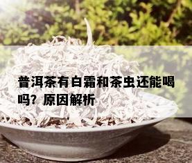 普洱茶有白霜和茶虫还能喝吗？原因解析