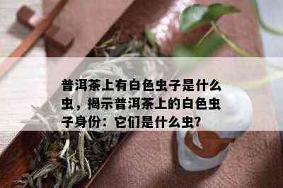 普洱茶上有白色虫子是什么虫，揭示普洱茶上的白色虫子身份：它们是什么虫？