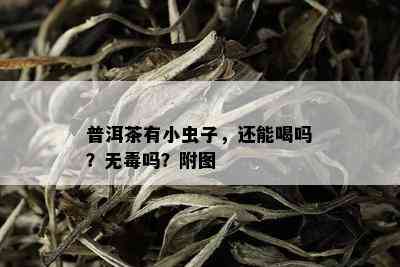 普洱茶有小虫子，还能喝吗？无吗？附图