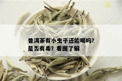 普洱茶有小虫子还能喝吗？是否有？看图了解