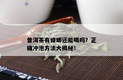 普洱茶有蟑螂还能喝吗？正确冲泡方法大揭秘！