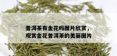 普洱茶有金花吗图片欣赏，观赏金花普洱茶的美丽图片