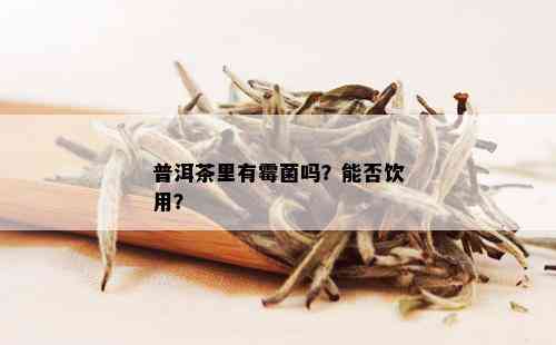 普洱茶里有霉菌吗？能否饮用？