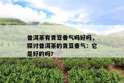 普洱茶有青豆香气吗好吗，探讨普洱茶的青豆香气：它是好的吗？