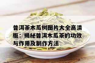 普洱茶木瓜树图片大全高清版：揭秘普洱木瓜茶的功效与作用及制作方法