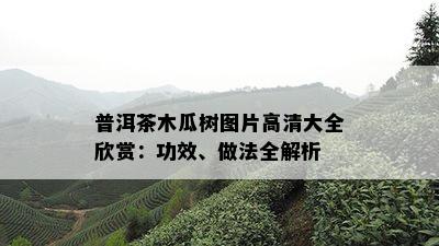 普洱茶木瓜树图片高清大全欣赏：功效、做法全解析