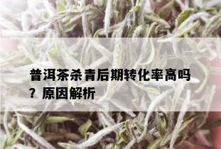 普洱茶杀青后期转化率高吗？原因解析