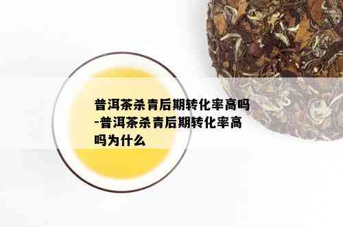 普洱茶杀青后期转化率高吗-普洱茶杀青后期转化率高吗为什么