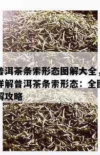 普洱茶条索形态图解大全，详解普洱茶条索形态：全图解攻略