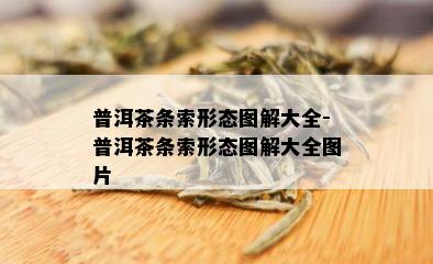 普洱茶条索形态图解大全-普洱茶条索形态图解大全图片