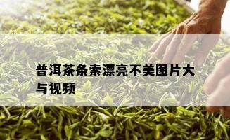 普洱茶条索漂亮不美图片大与视频