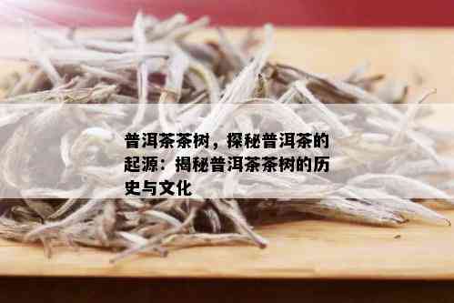 普洱茶茶树，探秘普洱茶的起源：揭秘普洱茶茶树的历史与文化