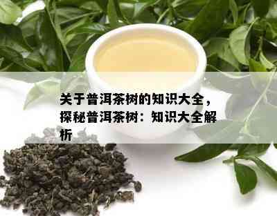 关于普洱茶树的知识大全，探秘普洱茶树：知识大全解析