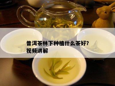 普洱茶林下种植什么茶好？视频讲解