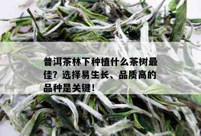 普洱茶林下种植什么茶树更佳？选择易生长、品质高的品种是关键！