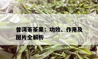 普洱茶茶果：功效、作用及图片全解析