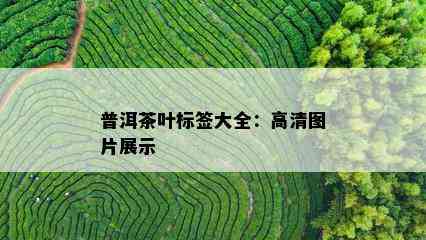 普洱茶叶标签大全：高清图片展示