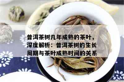 普洱茶树几年成熟的茶叶，深度解析：普洱茶树的生长周期与茶叶成熟时间的关系