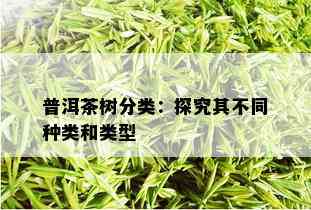 普洱茶树分类：探究其不同种类和类型