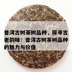 普洱古树茶树品种，探寻古老韵味：普洱古树茶树品种的魅力与价值