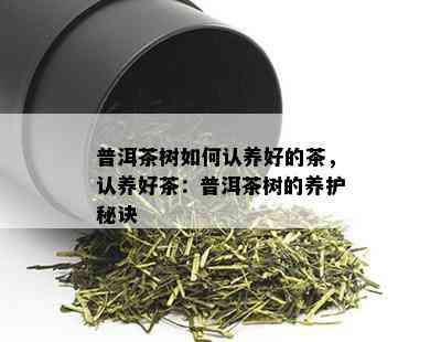 普洱茶树如何认养好的茶，认养好茶：普洱茶树的养护秘诀