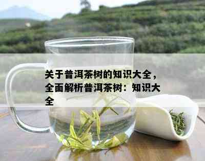 关于普洱茶树的知识大全，全面解析普洱茶树：知识大全