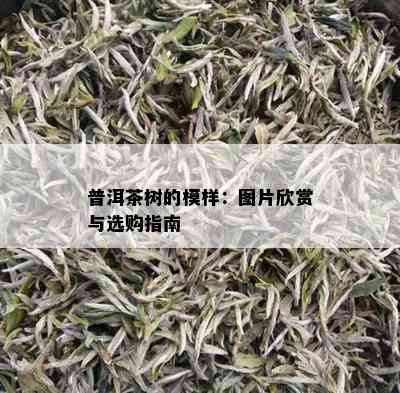 普洱茶树的模样：图片欣赏与选购指南